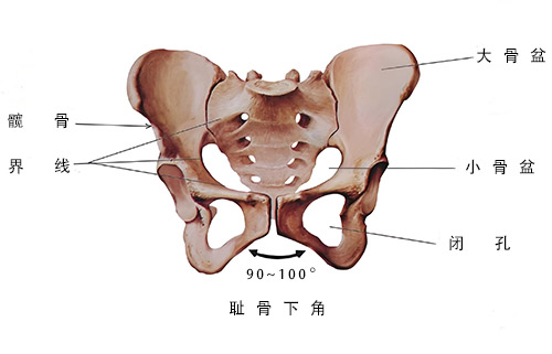 女性骨盆模型